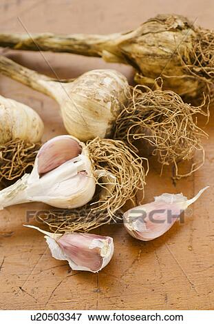 Stock Photo - Studio shot of fresh garlic. Fotosearch