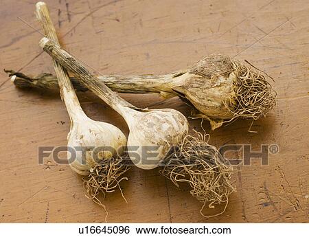Studio shot of garlic View Large Photo Image Stock Photograph - Studio shot of garlic. Fotosearch