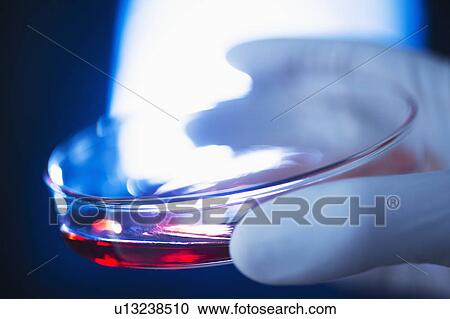 Stock Image - Studio shot of hand holding Petri dish with red liquid. Fotosearch