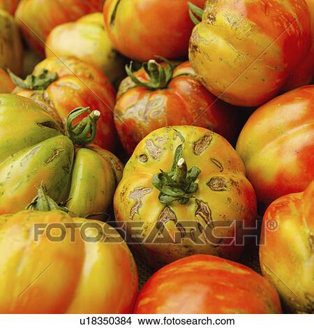 Studio shot of heirloom tomatoes View Large Photo Image Picture - Studio shot of heirloom tomatoes. Fotosearch