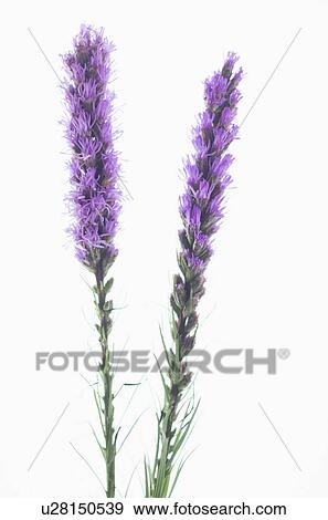 Stock Photo - Studio shot of Liatris Spicata. Fotosearch