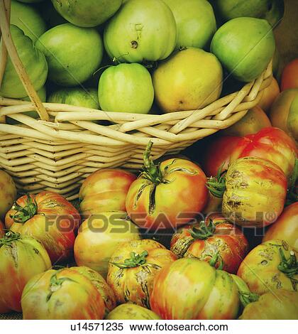 Stock Photography - Studio shot of tomatoes in basket. Fotosearch