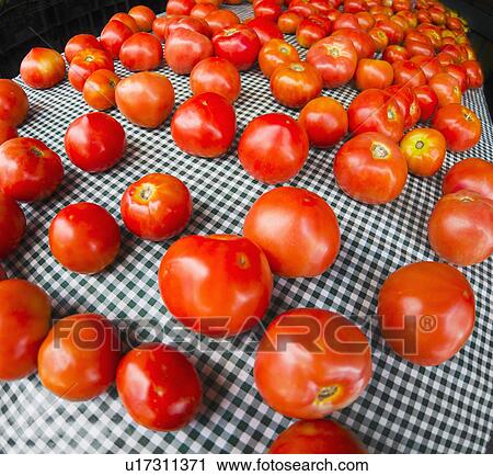 Studio shot of tomatoes View Large Photo Image Stock Image - Studio shot of tomatoes. Fotosearch