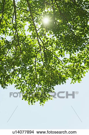 Sun lighting through tree View Large Photo Image Picture - Sun lighting through tree. Fotosearch