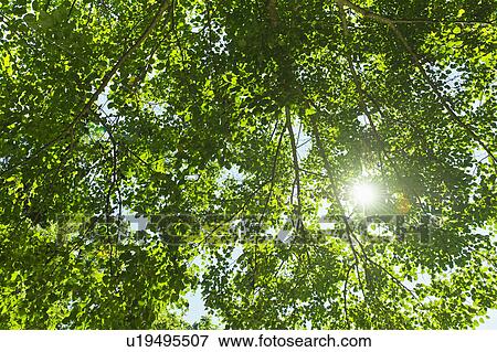 Sun lighting through tree View Large Photo Image Stock Photo - Sun lighting through tree. Fotosearch