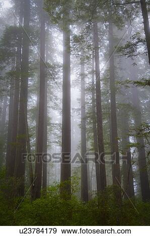 Stock Photo - USA, California, Redwood National Park, Trees in fog. Fotosearch