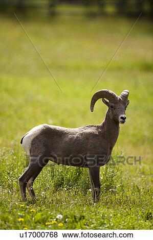 USA, Colorado, Bighorn ram View Large Photo Image Stock Photo - USA, Colorado, Bighorn ram. Fotosearch