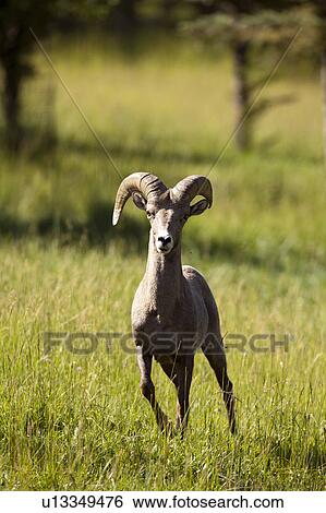 Stock Photograph - USA, Colorado, Bighorn ram. Fotosearch