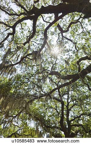 USA, Georgia, Savannah, Oak trees with spanish moss View Large Photo Image Stock Image - USA, Georgia, Savannah, Oak trees with spanish moss. Fotosearch