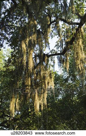 USA, Georgia, Savannah, Oak trees with spanish moss View Large Photo Image Stock Image - USA, Georgia, Savannah, Oak trees with spanish moss. Fotosearch
