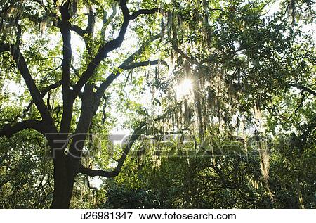 USA, Georgia, Savannah, Oak trees with spanish moss View Large Photo Image Stock Photo - USA, Georgia, Savannah, Oak trees with spanish moss. Fotosearch