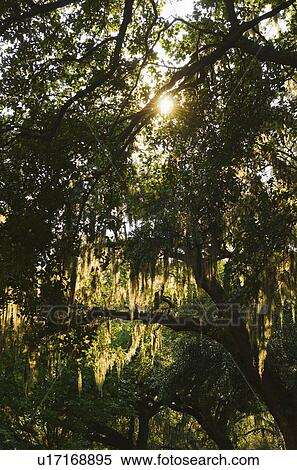 USA, Georgia, Savannah, Oak trees with spanish moss View Large Photo Image Stock Photography - USA, Georgia, Savannah, Oak trees with spanish moss. Fotosearch