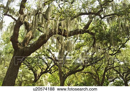 Stock Photo - USA, Georgia, Savannah, Spanish moss on oak trees. Fotosearch