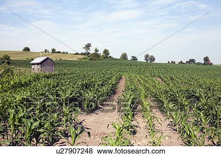 Stock Photo - USA, New York State, corn farm. Fotosearch