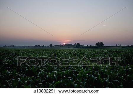 USA, New York State, Farmland at sunset View Large Photo Image Stock Image - USA, New York State, Farmland at sunset. Fotosearch