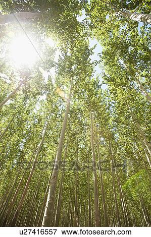 USA, Oregon, Boardman, Boplar trees in tree farm illuminated by bright sunshine View Large Photo Image Stock Photo - USA, Oregon, Boardman, Boplar trees in tree farm illuminated by bright sunshine. Fotosearch