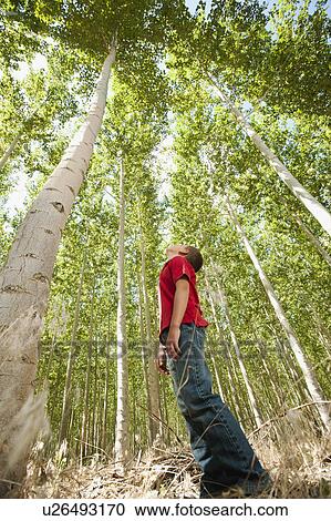 Stock Image - USA, Oregon, Boardman, Boy (8-9) standing between poplar trees in tree farm. Fotosearch