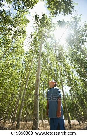 Stock Photo - USA, Oregon, Boardman, Boy (8-9) looking up at poplar trees. Fotosearch