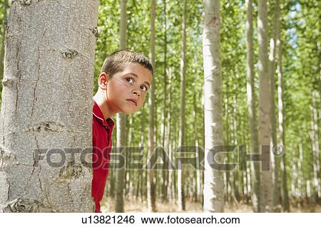 USA, Oregon, Boardman, Boy (8-9) playing seekand hide between poplar trees in tree farm View Large Photo Image Stock Photograph - USA, Oregon, Boardman, Boy (8-9) playing seekand hide between poplar trees in tree farm. Fotosearch