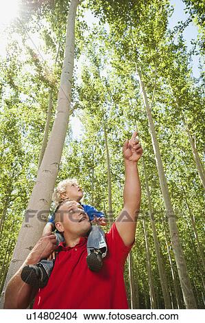 Picture - USA, Oregon, Boardman, Father showing son (8-9) poplar trees in tree farm. Fotosearch