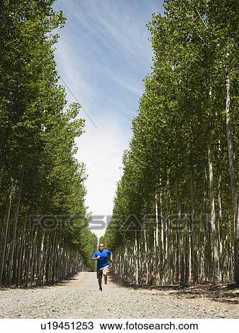Stock Image - USA, Oregon, Boardman, Man running between rows of poplar trees in tree farm. Fotosearch