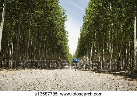 USA, Oregon, Boardman, Man running between rows of poplar trees in tree farm View Large Photo Image Stock Photography - USA, Oregon, Boardman, Man running between rows of poplar trees in tree farm. Fotosearch