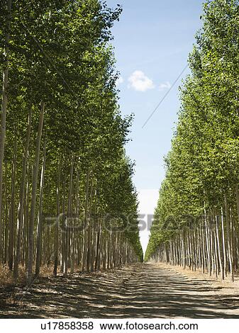 USA, Oregon, Boardman, Orderly rows of poplar trees in tree farm View Large Photo Image Stock Photo - USA, Oregon, Boardman, Orderly rows of poplar trees in tree farm. Fotosearch