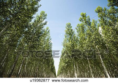 USA, Oregon, Boardman, Orderly rows of poplar trees in tree farm View Large Photo Image Stock Photo - USA, Oregon, Boardman, Orderly rows of poplar trees in tree farm. Fotosearch