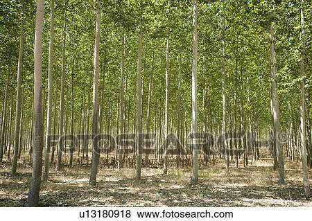USA, Oregon, Boardman, Poplar trees View Large Photo Image Stock Photo - USA, Oregon, Boardman, Poplar trees. Fotosearch