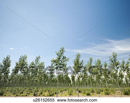 USA, Oregon, Boardman, Poplar trees View Large Photo Image Stock Photography - USA, Oregon, Boardman, Poplar trees. Fotosearch