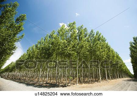 Picture - USA, Oregon, Boardman, Wide angle shot of poplar trees in tree farm. Fotosearch