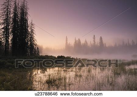 USA, Oregon, Foggy landscape at dawn View Large Photo Image Stock Photograph - USA, Oregon, Foggy landscape at dawn. Fotosearch