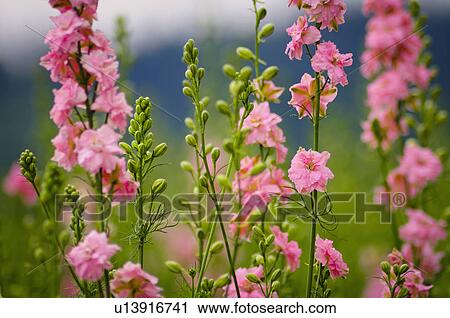 Stock Image - USA, Oregon, Larkspur flowers. Fotosearch