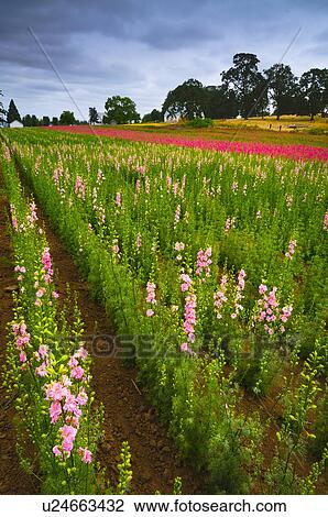 Stock Image - USA, Oregon, Larkspur flowers. Fotosearch