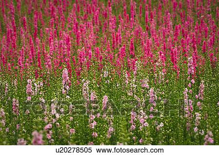 Stock Photography - USA, Oregon, Larkspur flowers. Fotosearch