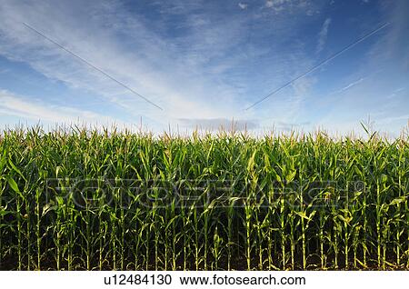 Stock Image - USA, Oregon, Marion County, Corn field. Fotosearch