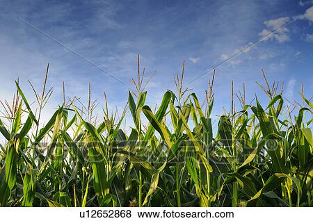 Stock Photo - USA, Oregon, Marion County, Corn field. Fotosearch