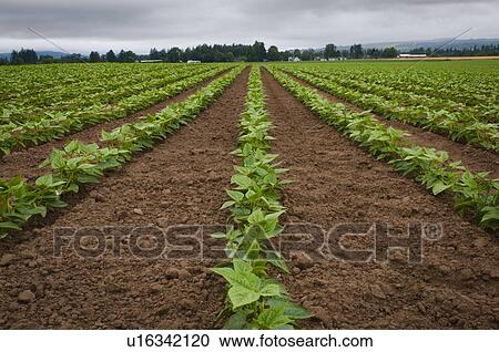 USA, Oregon, Marion County, Field of green beans View Large Photo Image Stock Image - USA, Oregon, Marion County, Field of green beans. Fotosearch