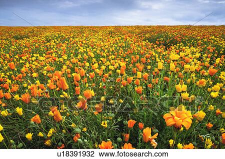 Stock Image - USA, Oregon, Marion County, Field of yellow and orange flowers. Fotosearch
