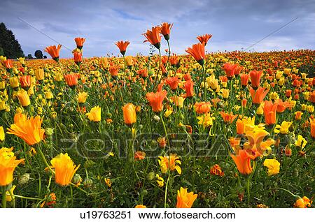USA, Oregon, Marion County, Field of yellow and orange flowers View Large Photo Image Stock Image - USA, Oregon, Marion County, Field of yellow and orange flowers. Fotosearch