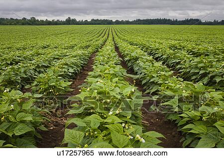 USA, Oregon, Marion County, Field of green beans blooming View Large Photo Image Stock Photography - USA, Oregon, Marion County, Field of green beans blooming. Fotosearch