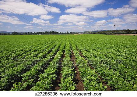 USA, Oregon, Marion County, Green bean field View Large Photo Image Stock Photograph - USA, Oregon, Marion County, Green bean field. Fotosearch