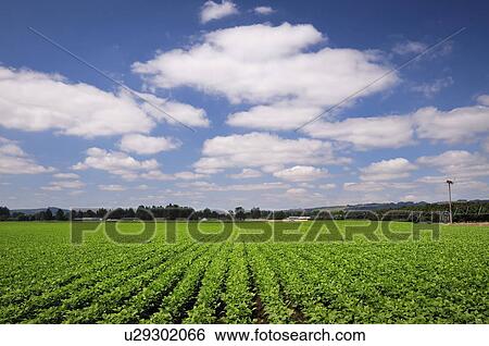 Stock Photograph - USA, Oregon, Marion County, Green bean field. Fotosearch