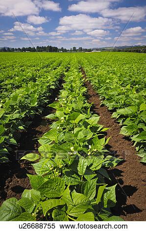 USA, Oregon, Marion County, Green bean field View Large Photo Image Stock Photography - USA, Oregon, Marion County, Green bean field. Fotosearch