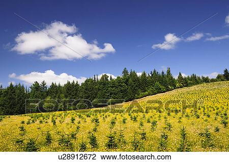 USA, Oregon, Marion County, Hill with yellow flowers View Large Photo Image Stock Image - USA, Oregon, Marion County, Hill with yellow flowers. Fotosearch
