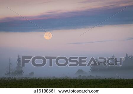 USA, Oregon, Marion County, Hop field at sunrise View Large Photo Image Stock Image - USA, Oregon, Marion County, Hop field at sunrise. Fotosearch