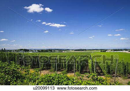USA, Oregon, Marion County, Hop field View Large Photo Image Stock Image - USA, Oregon, Marion County, Hop field. Fotosearch