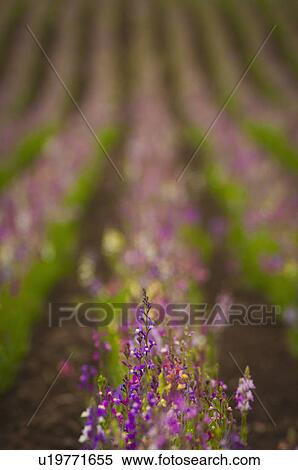 Stock Photography - USA, Oregon, Marion County, Linaria flowers. Fotosearch