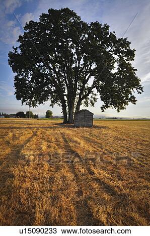 USA, Oregon, Marion County, Oak tree and shack in field View Large Photo Image Stock Image - USA, Oregon, Marion County, Oak tree and shack in field. Fotosearch