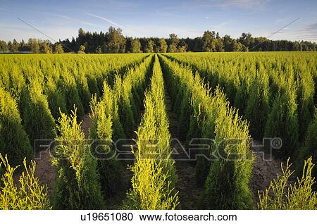 USA, Oregon, Marion County, Plant nursery View Large Photo Image Stock Image - USA, Oregon, Marion County, Plant nursery. Fotosearch